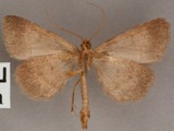 Plecoptera flavilinea